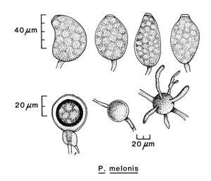 p. melonis